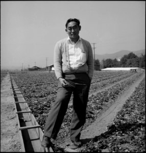 Warm Springs, California. Harry Konda is shown above in strawberry field on March 27, 1942, six wee . . . - NARA - 537589