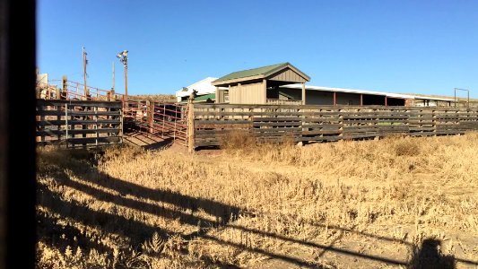 Warm Springs horses arrive at BLM corral (31628688378)
