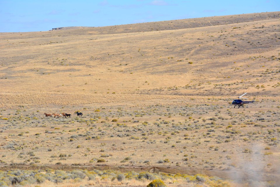 Warm Springs wild horse gather (31337210138)