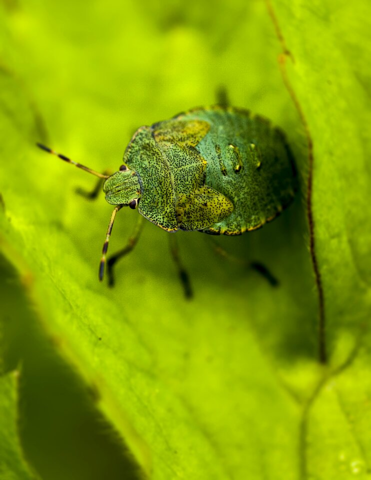 Macro cute shield photo