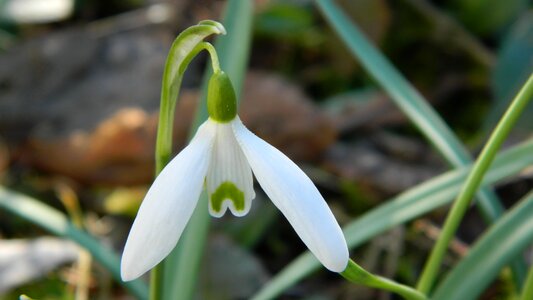 Plant spring plants photo