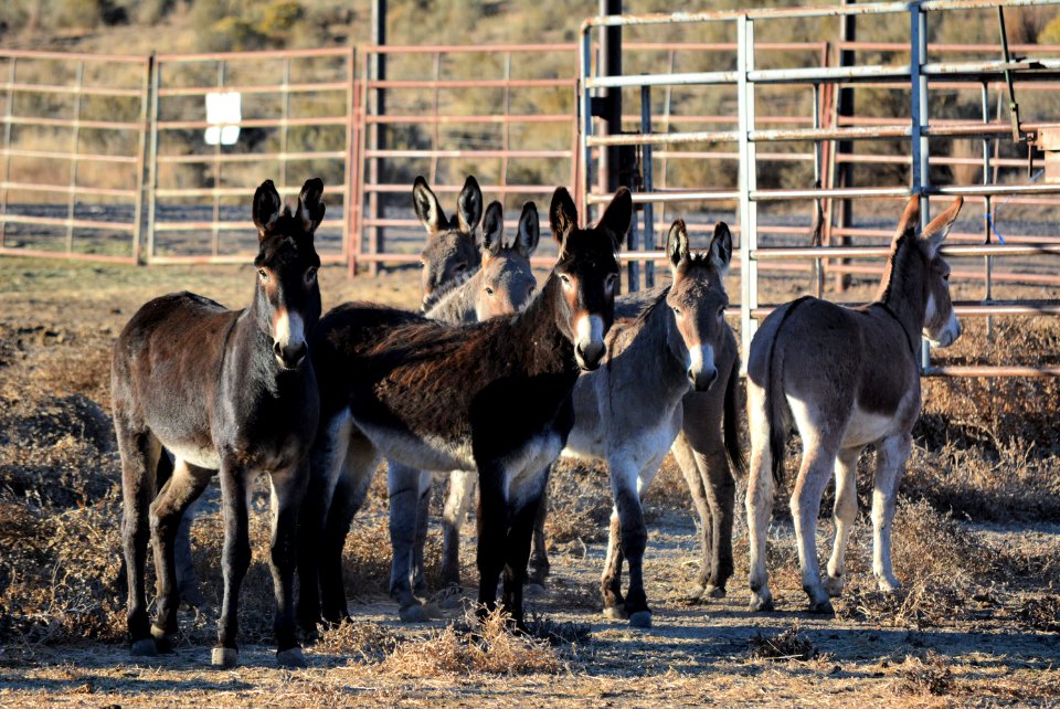 Warm Springs horses and burros (30426941707)