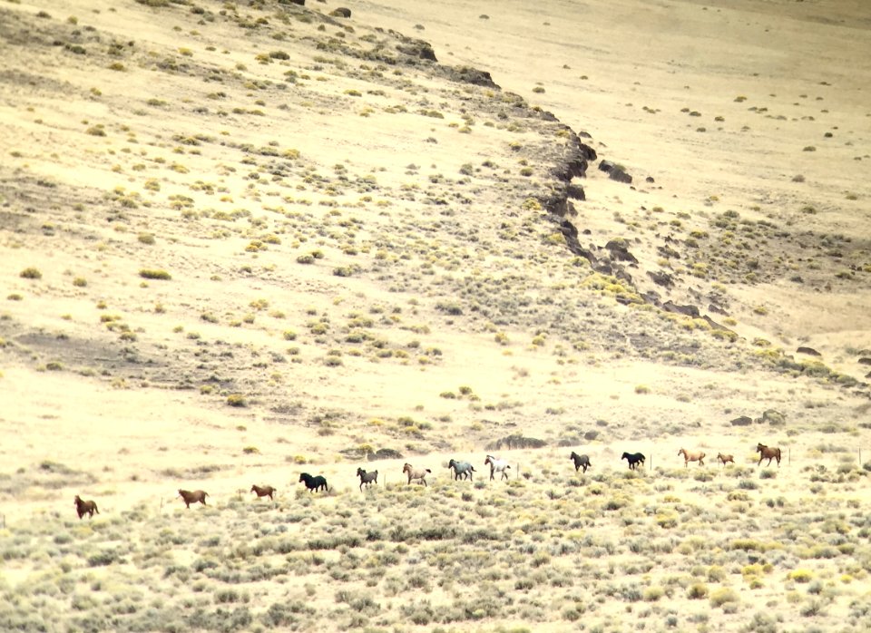 Warm Springs wild horse gather (44168902515)