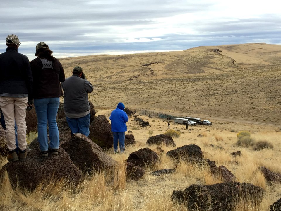 Warm Springs wild horse gather (45079848201)