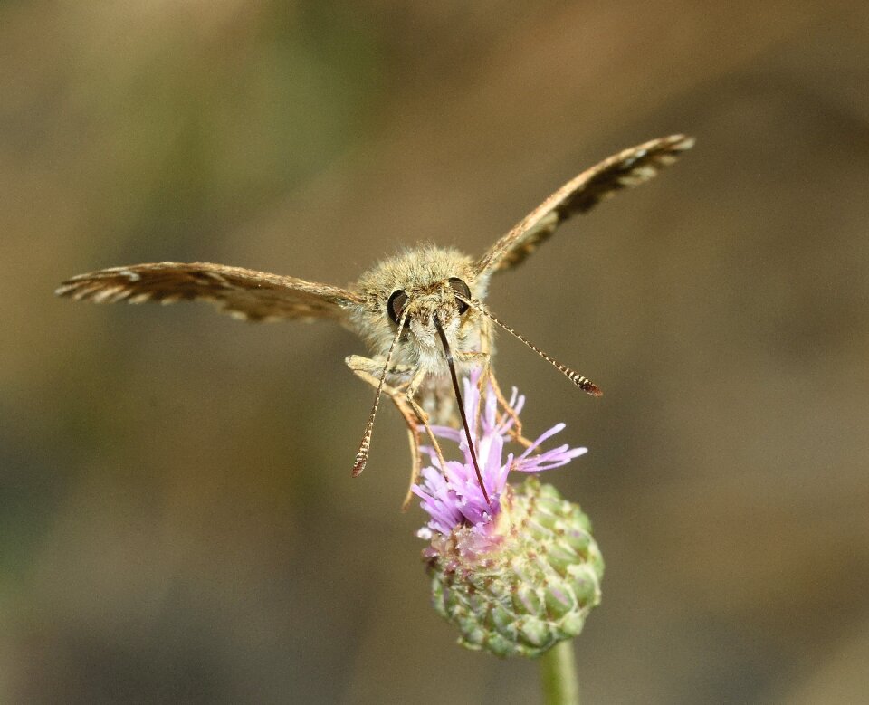 Butterfly moth macro