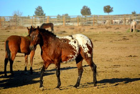 Warm Springs horses and burros (45315691942)