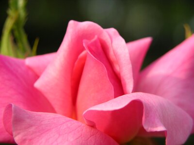 Flower petal pink rose photo