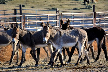 Warm Springs horses and burros (45315686032)