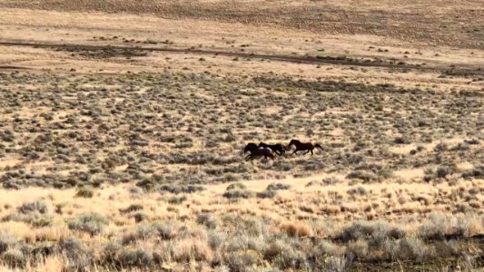 Warm Springs wild horse gather (31247877058)