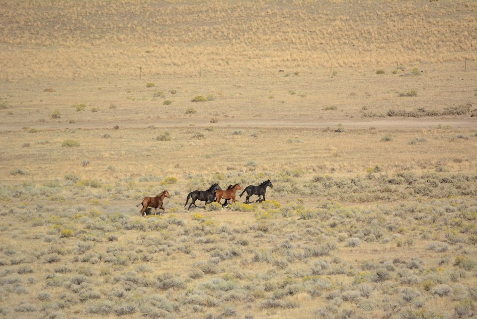 Warm Springs wild horse gather (31337178218)