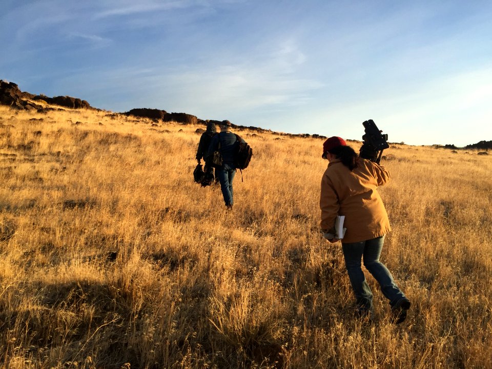Warm Springs wild horse gather (44489549794)