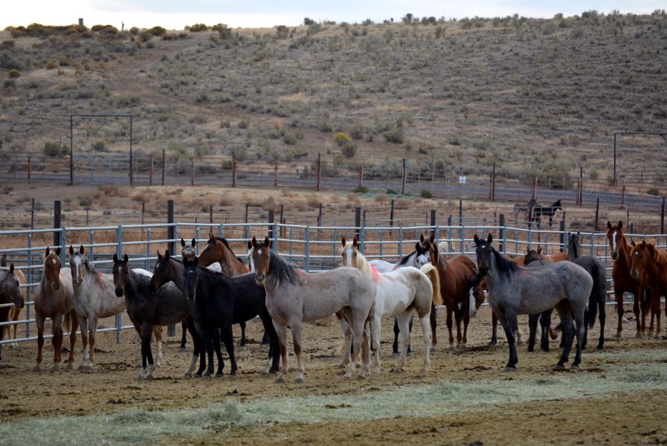 Warm Springs wild horse gather (44489609364)