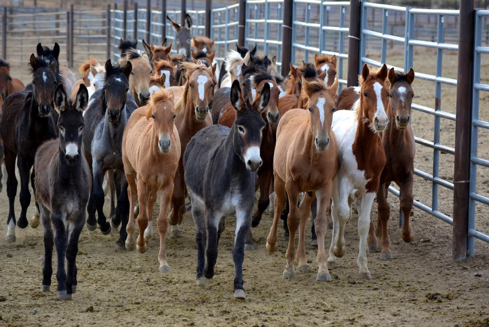 Warm Springs wild horse gather (45211026181)