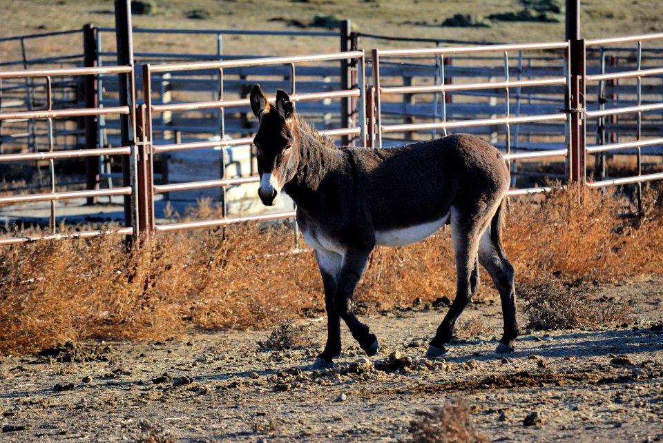 Warm Springs horses and burros (44452181065)