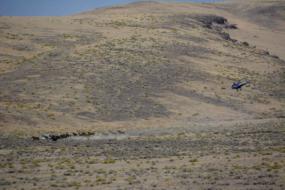 Warm Springs wild horse gather (30272372287)