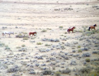Warm Springs wild horse gather (44359601094)