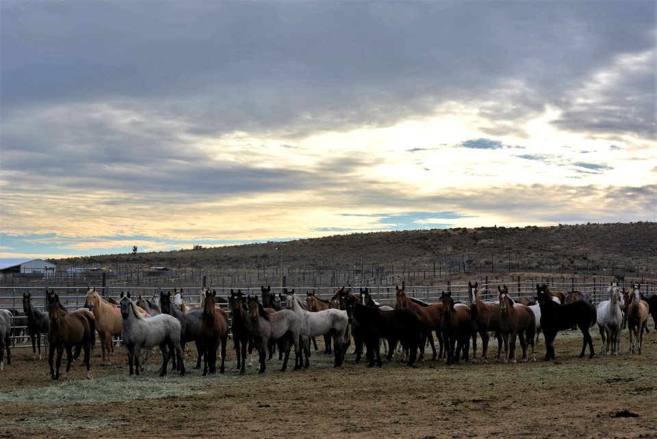 Warm Springs wild horse gather (45211025771)
