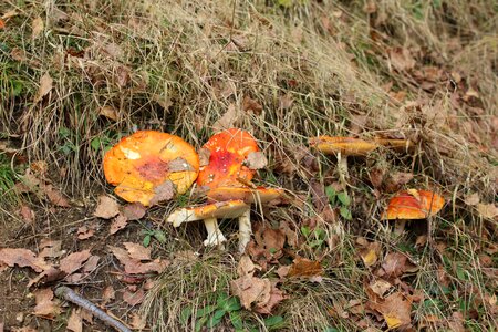 Mushrooms forest autumn