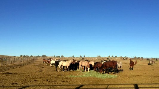 Warm Springs horses and burros (30426931677)