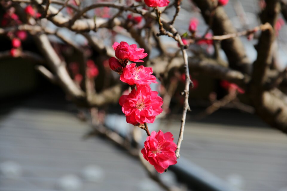 Cherry flower season
