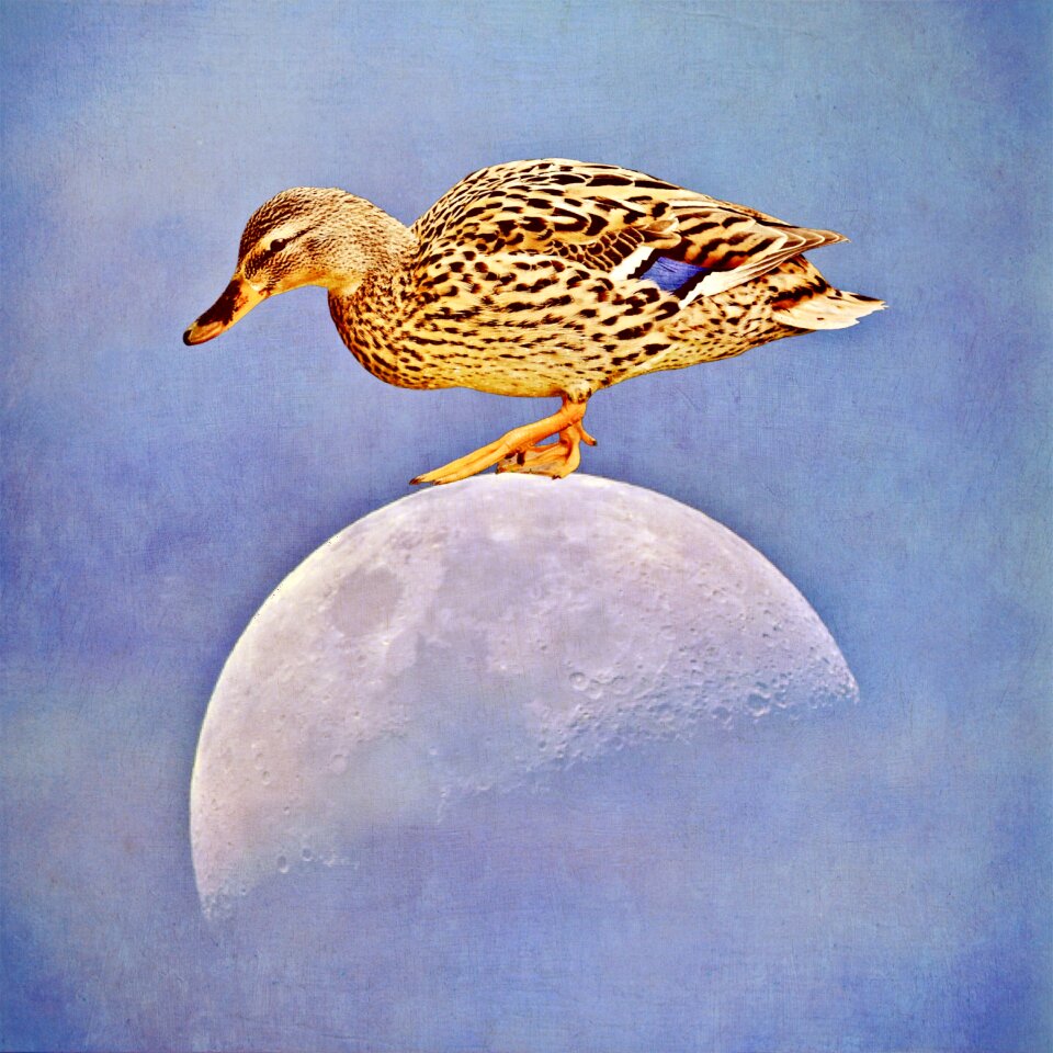 Duck moon duck on the moon