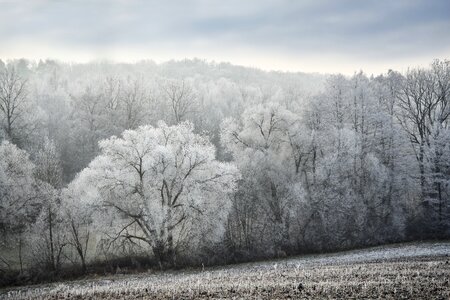 Hoarfrost ice cold photo
