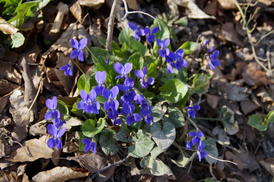 Leaf growth violet
