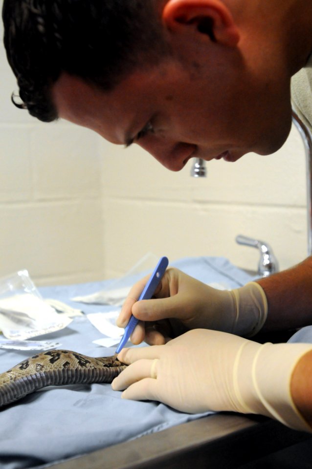 Snake Surgery DVIDS279952
