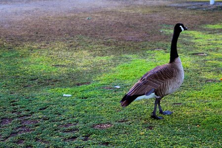 Landscape animal geese photo