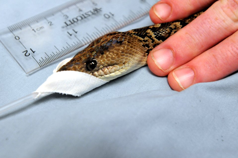 Snake Surgery DVIDS279949