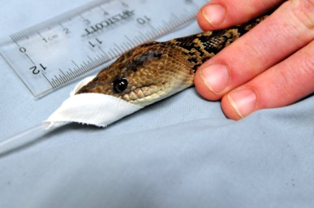Snake Surgery DVIDS279949