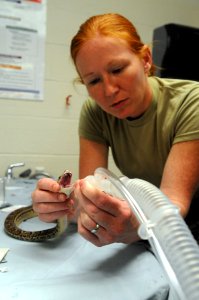 Snake Surgery DVIDS279951