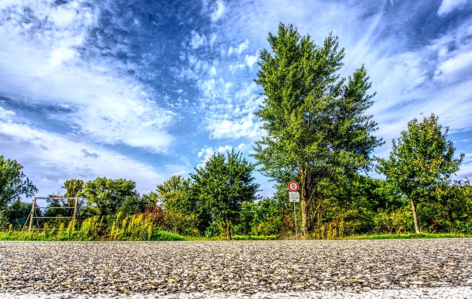 Trees forest roadway