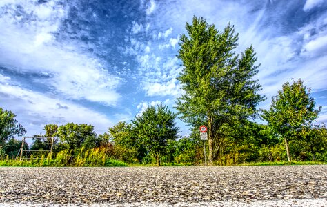 Trees forest roadway photo