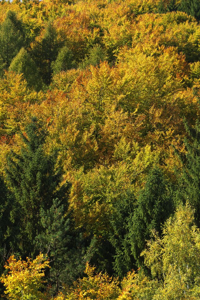 Canopy emerge fall color