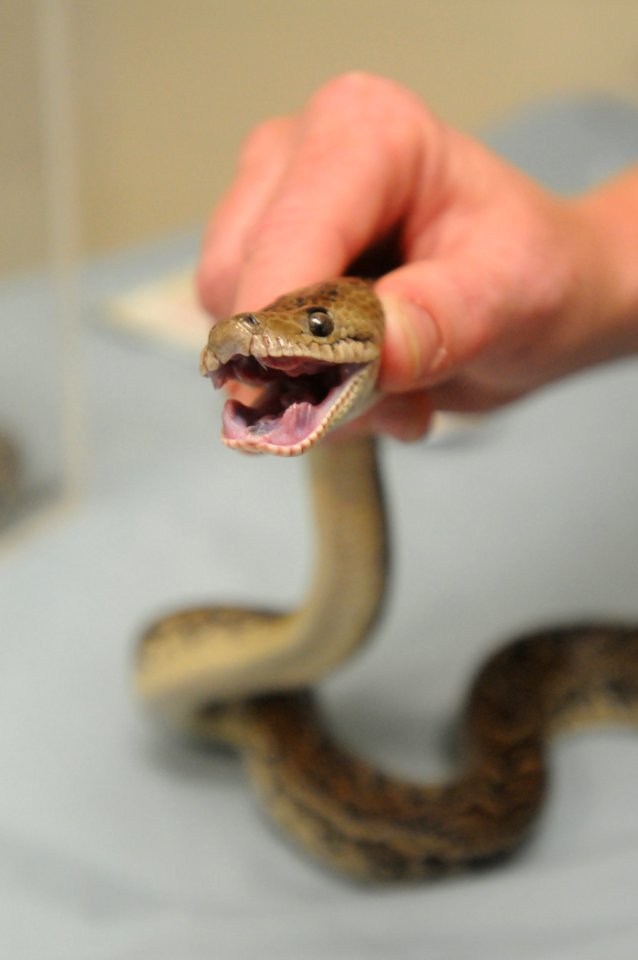 Snake Surgery DVIDS279941