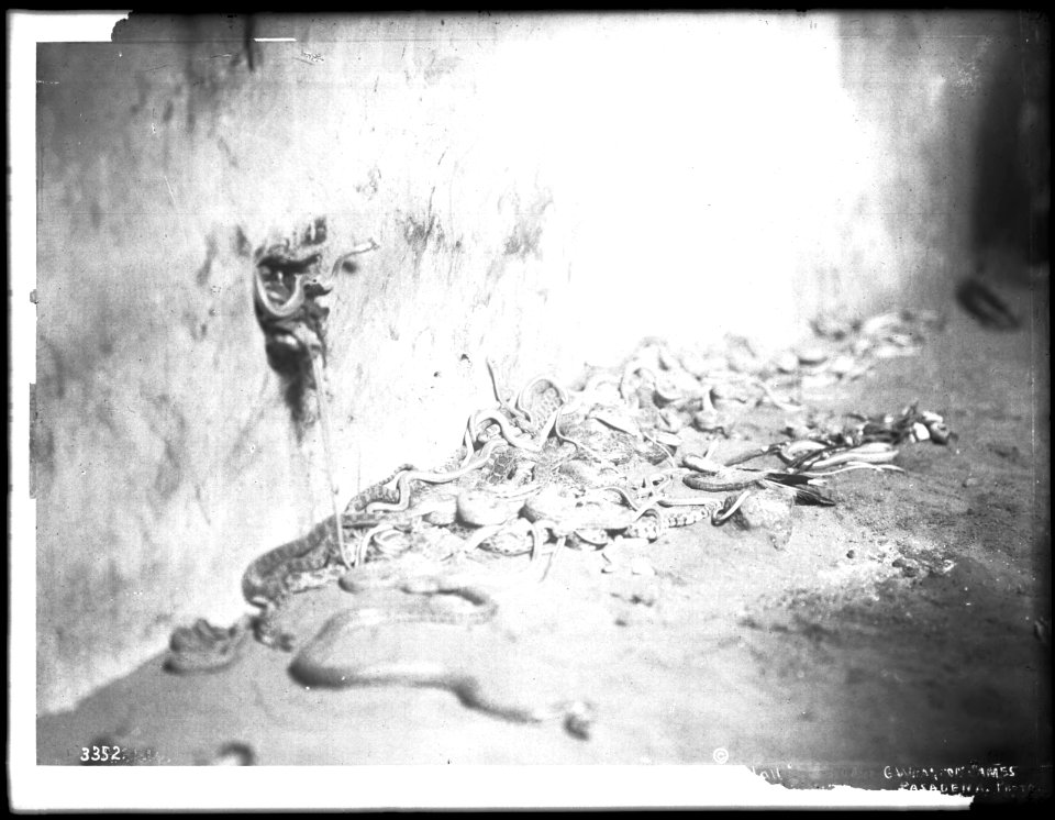 Snakes in Kivi after the ceremony of washing for the Hopi Snake Dance Ceremony, Mishongnovi, Arizona, ca.1900 (CHS-3352)