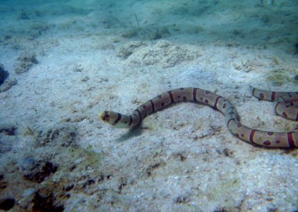 Snake eel (reef093160635)