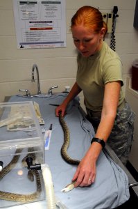 Snake Surgery DVIDS279939