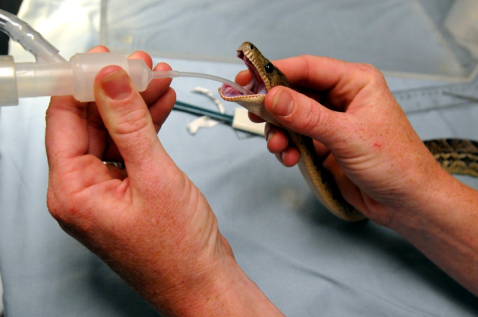 Snake Surgery DVIDS279950