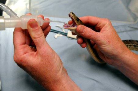 Snake Surgery DVIDS279950