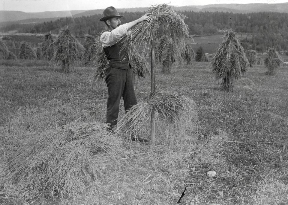 Snesning av havre. Man i hatt hanterar havrekärvarna. Bjurbäcken i Värmland - Nordiska museet - NMA.0079507