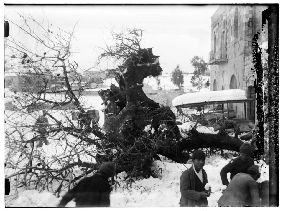 Snow in Jerusalem, 1921. Fallen tree LOC matpc.00789