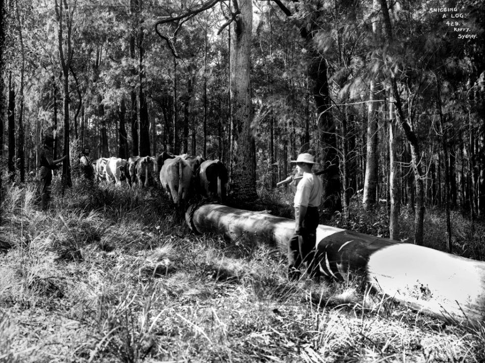 Snigging a log from The Powerhouse Museum Collection