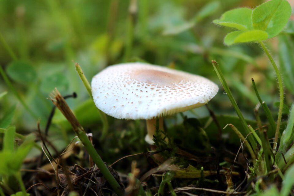 Autumn moss forest mushrooms