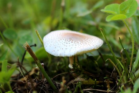 Autumn moss forest mushrooms