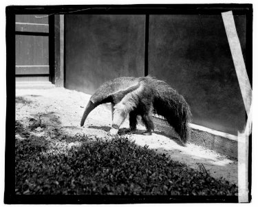 Snout Ant Eater LOC npcc.06434
