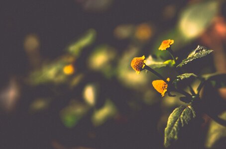 Flower flora closeup photo