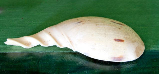 Snäcka skuren som sked - Skoklosters slott - 94999