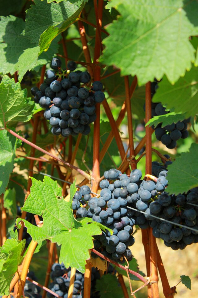 Red wine grape wine